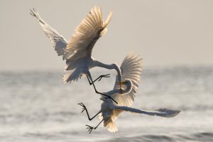 Two birds flying over the ocean and attacking each other. One bird is biting the other birds beak.