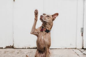 dog raising its hand and looking up in front of a white wall